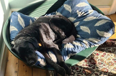 Vores gamle gigtplaget hund Micke på 13 år fik ny seng