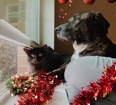 Er din kat og hund stresset til jul og bange for nytår?