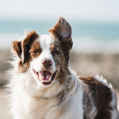 5 måder at reducere ledsmerter hos hunde