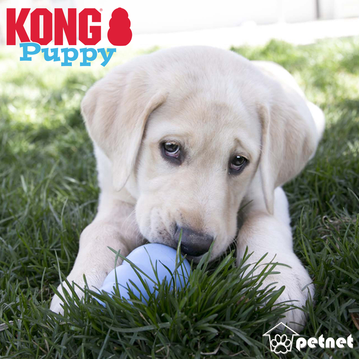 KONG Puppy - specielt til hvalpe