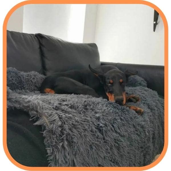Hundesofa / sofa cover